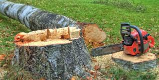 Reliable Pageland, SC Tree Care Solutions