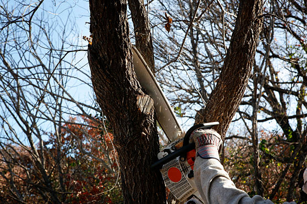 Best Lawn Dethatching  in Pageland, SC